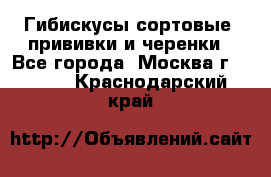 Гибискусы сортовые, прививки и черенки - Все города, Москва г.  »    . Краснодарский край